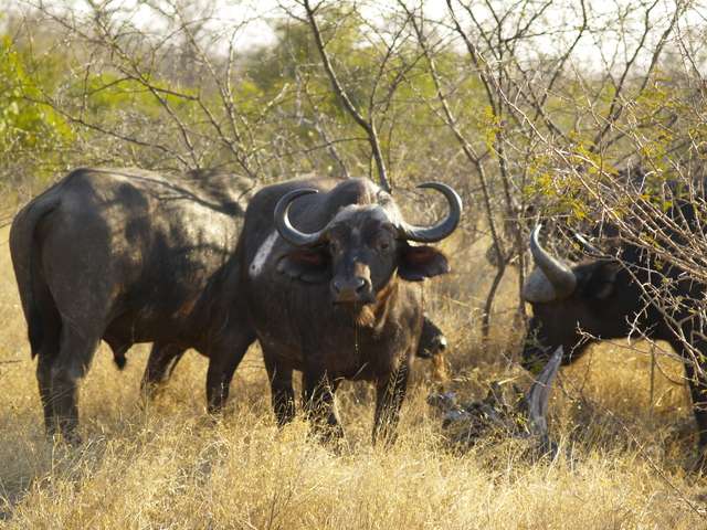 18 días en Sudáfrica - Blogs de Sudáfrica - Safari en el Kruger (19)